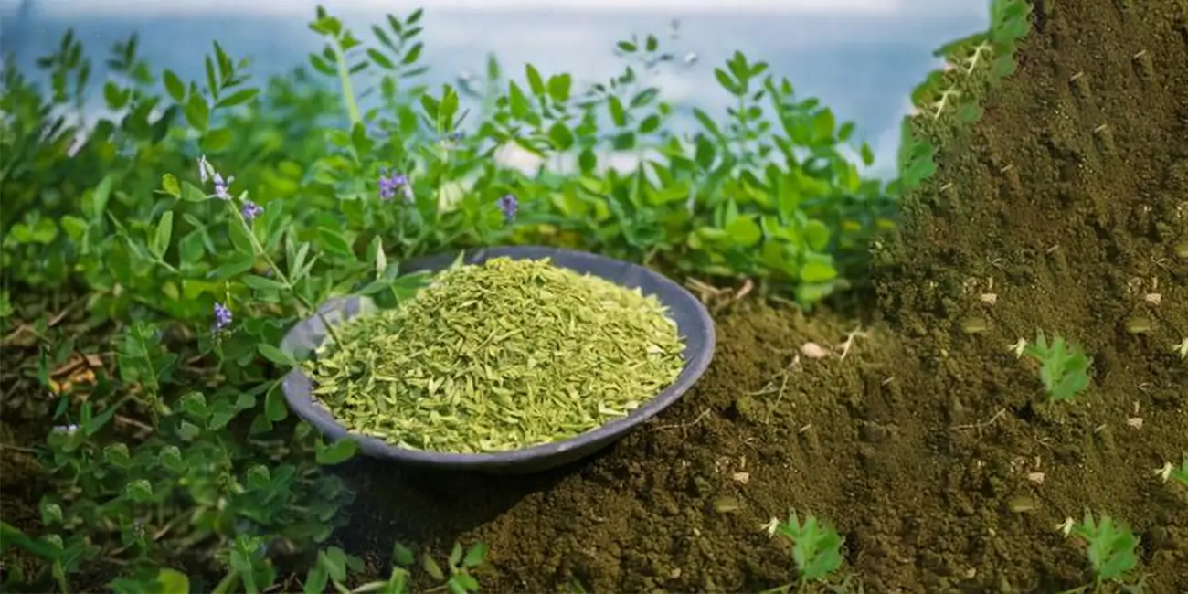 دليل المزارعين: كيف تختار أفضل سماد لزراعة البرسيم؟