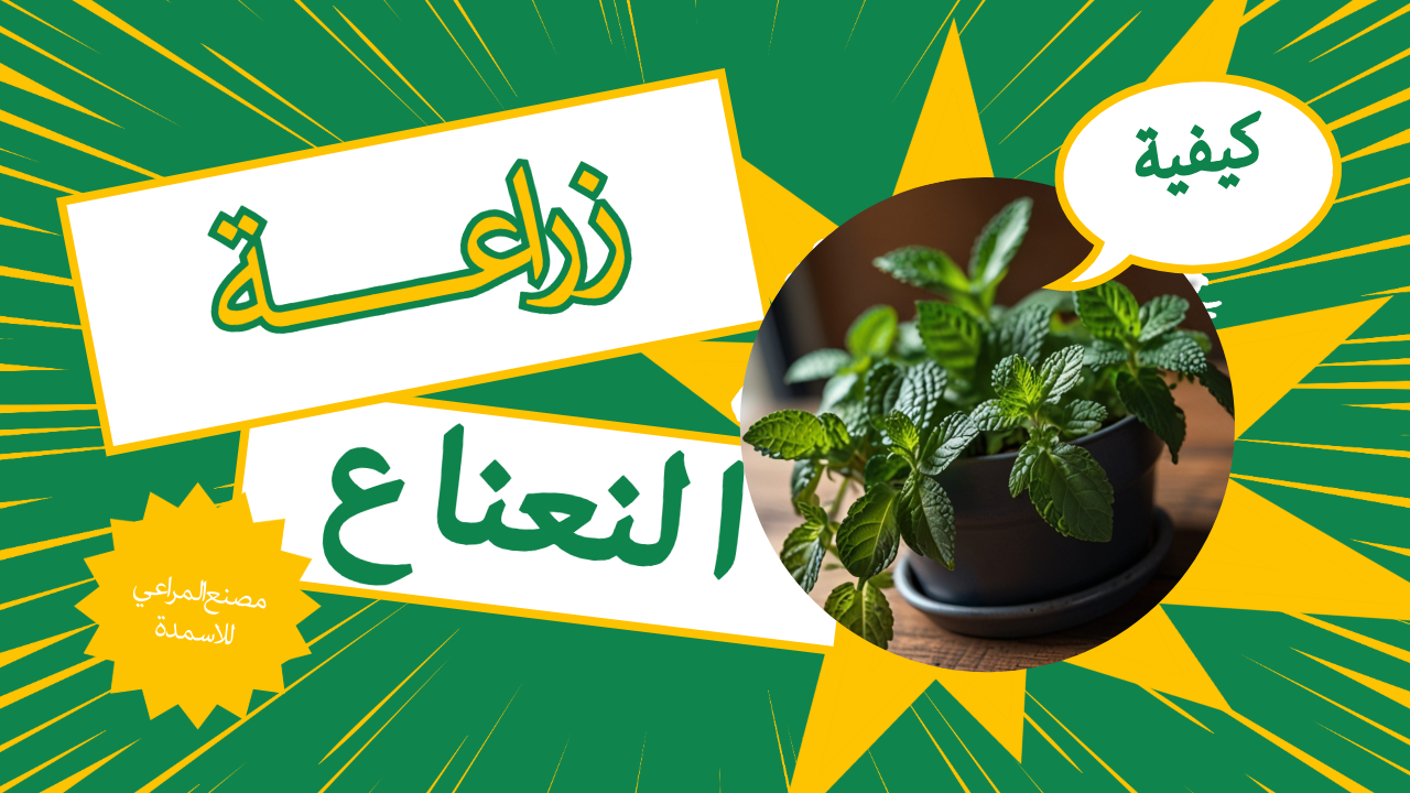 كيفية زراعة النعناع في المنزل باستخدام منتجات مصنع المراعي للاسمدة