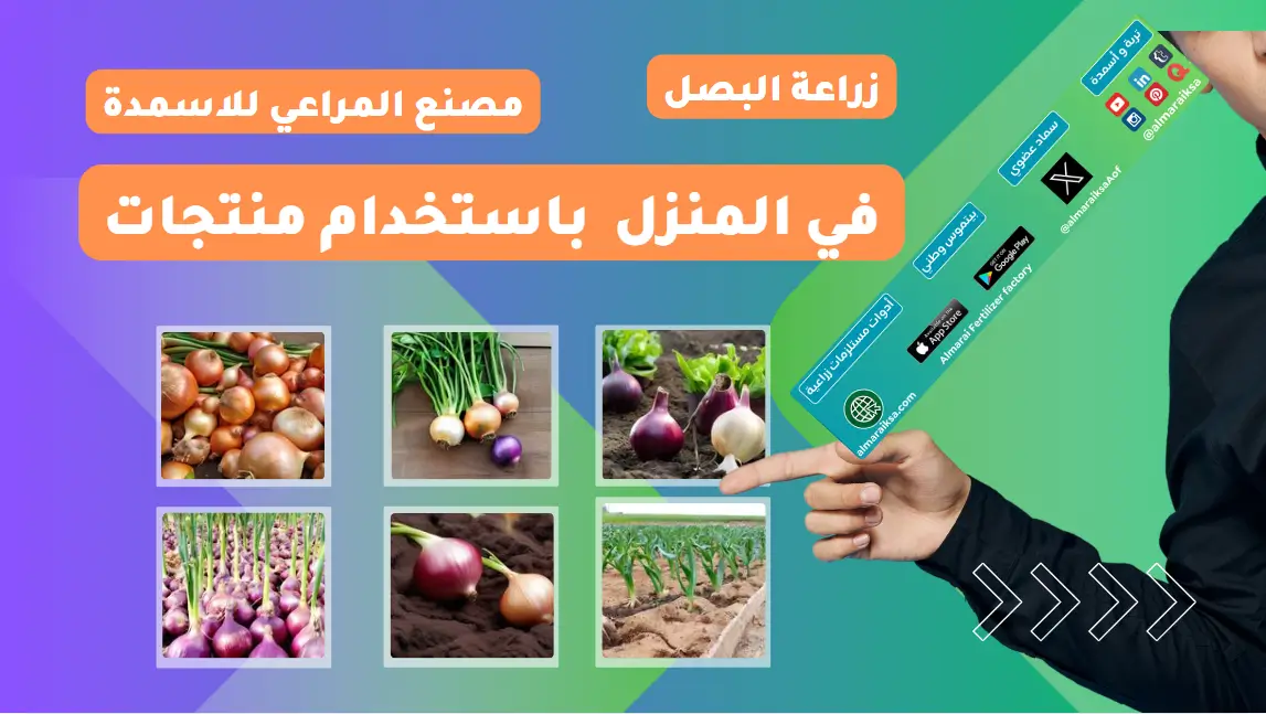 زراعة البصل في المنزل باستخدام منتجات مصنع المراعي للأسمدة