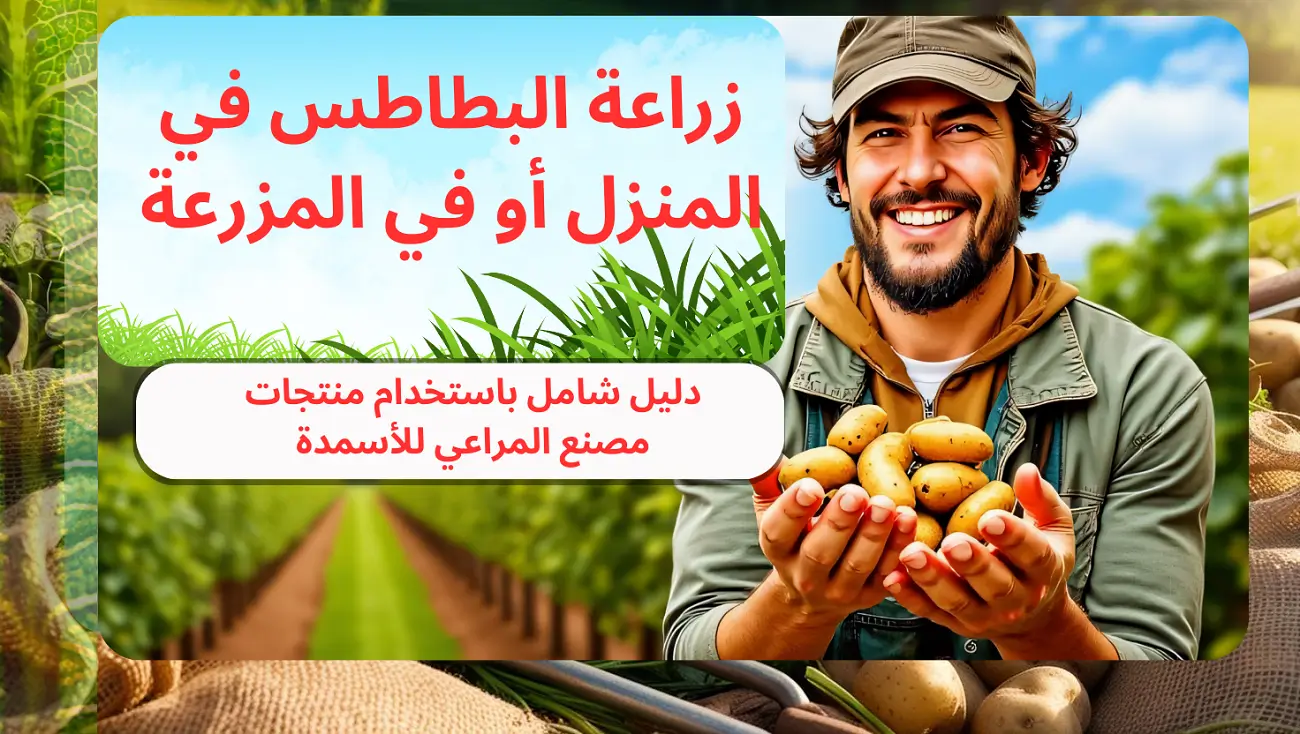 زراعة البطاطس في المنزل أو في المزرعة: دليل شامل باستخدام منتجات مصنع المراعي للأسمدة